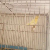 قناری ماده مست