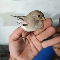سهره صورتی یا سهره خاکی|پرنده|شیراز, محراب|دیوار