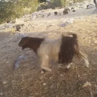 فروشی حیوان چپش|حیوانات مزرعه|لوداب, |دیوار