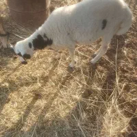 فروش بره