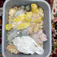جوجه راهب زرد سفید کرمینو خردلی کراس آور سرلاکی|پرنده|تهران, تهرانپارس شرقی|دیوار