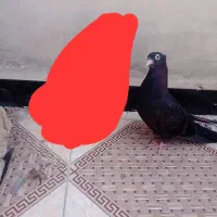 کبوتر فروشی