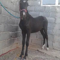 کره اسب مدرک دار