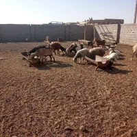 گوسفند مقانی میش وبز|حیوانات مزرعه|جرقویه, |دیوار