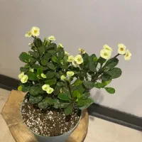 مرجان گلدار|گل و گیاه طبیعی|تهران, سید خندان (جلفا)|دیوار