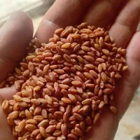 گندم بوجاری شده