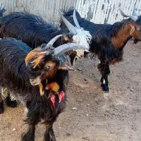 بیگ نر چهار عدد مست مست|حیوانات مزرعه|مسجد سلیمان, |دیوار