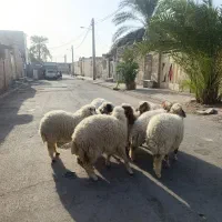 بره8عدد دجیجه برای نگهداری خوبه جفتی 230/000/000|حیوانات مزرعه|اهواز, منازل کارون|دیوار