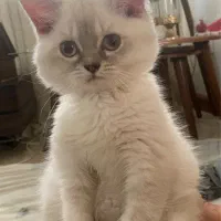 گربه بریتیش بلوپوینت پسر