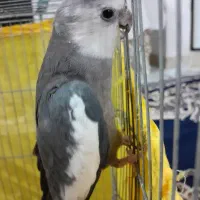 عروس هلندی