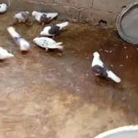 کبوتر پشتدار دوکت