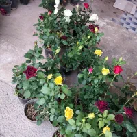 رز هلندی|گل و گیاه طبیعی|شیراز, ریاستی|دیوار