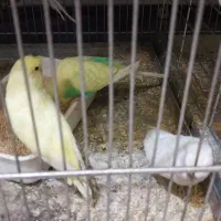 فروش مرغ عشق جفت درجه یک آماده به تخم|پرنده|سیستان, |دیوار