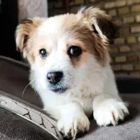 سگ پاکوتاه باهوش