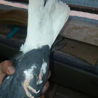 یه عددذیل دم سفیدماده درشت|پرنده|محمدیه-قزوین, |دیوار