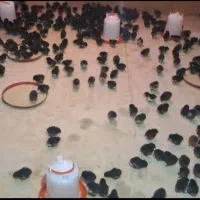 جوجه محلی پا سیاه ۷روزه نژاد مرغ خروس محلی|حیوانات مزرعه|سیرجان, |دیوار