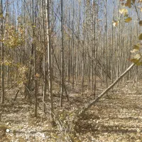 چوب گلخا نه ای شلاقی