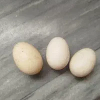 تخم مرغ مرغابی