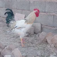 خروس|حیوانات مزرعه|گلبهار, بیزکی|دیوار