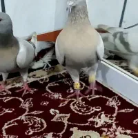 کفتر نقره ای