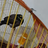 مرغ مینا|پرنده|جوادآباد, |دیوار