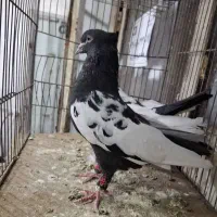 سینه سیاه نروماده