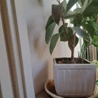 گلهای آپارتمانی