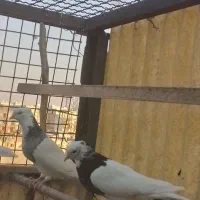 کبوتر طوقی از همه رنگ