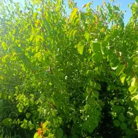 جشنواره فروش نهـال