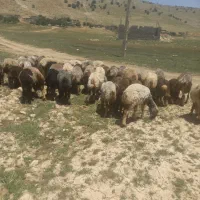میش و بز|حیوانات مزرعه|یاسوج, |دیوار