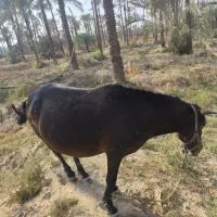 اسب مادیون|اسب و تجهیزات اسبسواری|برازجان, |دیوار