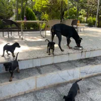 توله سگ دوبرمن