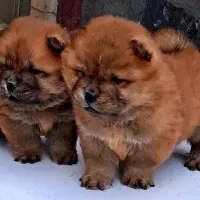 توله چاو چاو اصیل|سگ|کرمانشاه, |دیوار