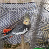 عروس هلندی نر|پرنده|مشهد, چهارچشمه|دیوار