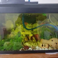 آکواریوم سایز بزرگ|ماهی|ماکو, |دیوار