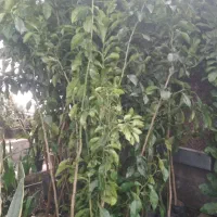 گل‌فروشی محمدی دنیایه قیمت های باور نکردنی