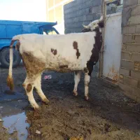 گاو آبست|حیوانات مزرعه|مینودشت, |دیوار