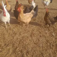 مرغ محلی|حیوانات مزرعه|میانه, |دیوار