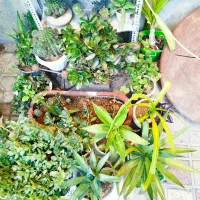 گلهای خانگی|گل و گیاه طبیعی|شیراز, گلکوب|دیوار