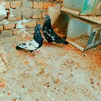 دو عدد پرشی نر طوقی جوجه