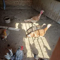 بوقلمون جوان وسرحال