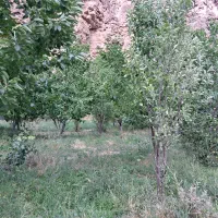 باغ فروشی در سد کارده دره ال ۱۵۰۰ متری|فروش خانه و ویلا|مشهد, کارده|دیوار