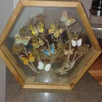 تابلو پروانه طبیعی بسیار زیبا