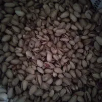 پسته احمد اقایی|خوردنی و آشامیدنی|جوادآباد, |دیوار