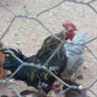 خروس سیاه|حیوانات مزرعه|آشتیان, |دیوار