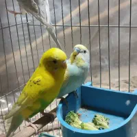 مرغ عشق رینبو اسپانگیل