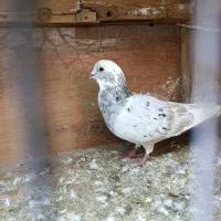 کبوتر|پرنده|مشهد, کارمندان دوم|دیوار