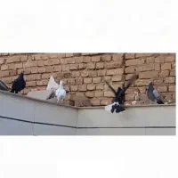 کفترا پرشی جفتگا هستن فروشی