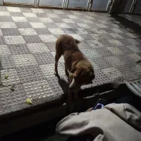 گمشده|حیوانات|مرودشت, فاز اول شهرک فرهنگیان|دیوار