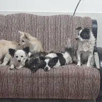 فروش سگ خانگی